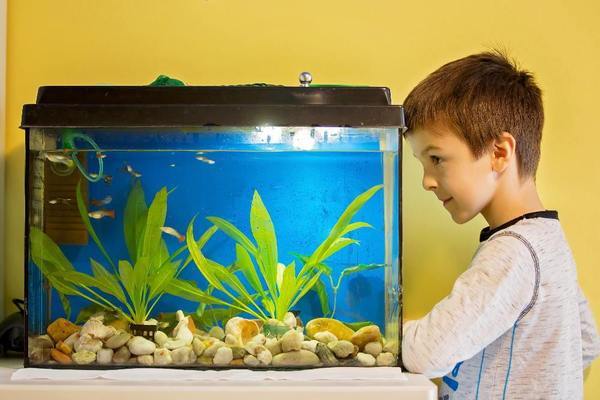 Things you need to Know Before You Buy an Aquarium