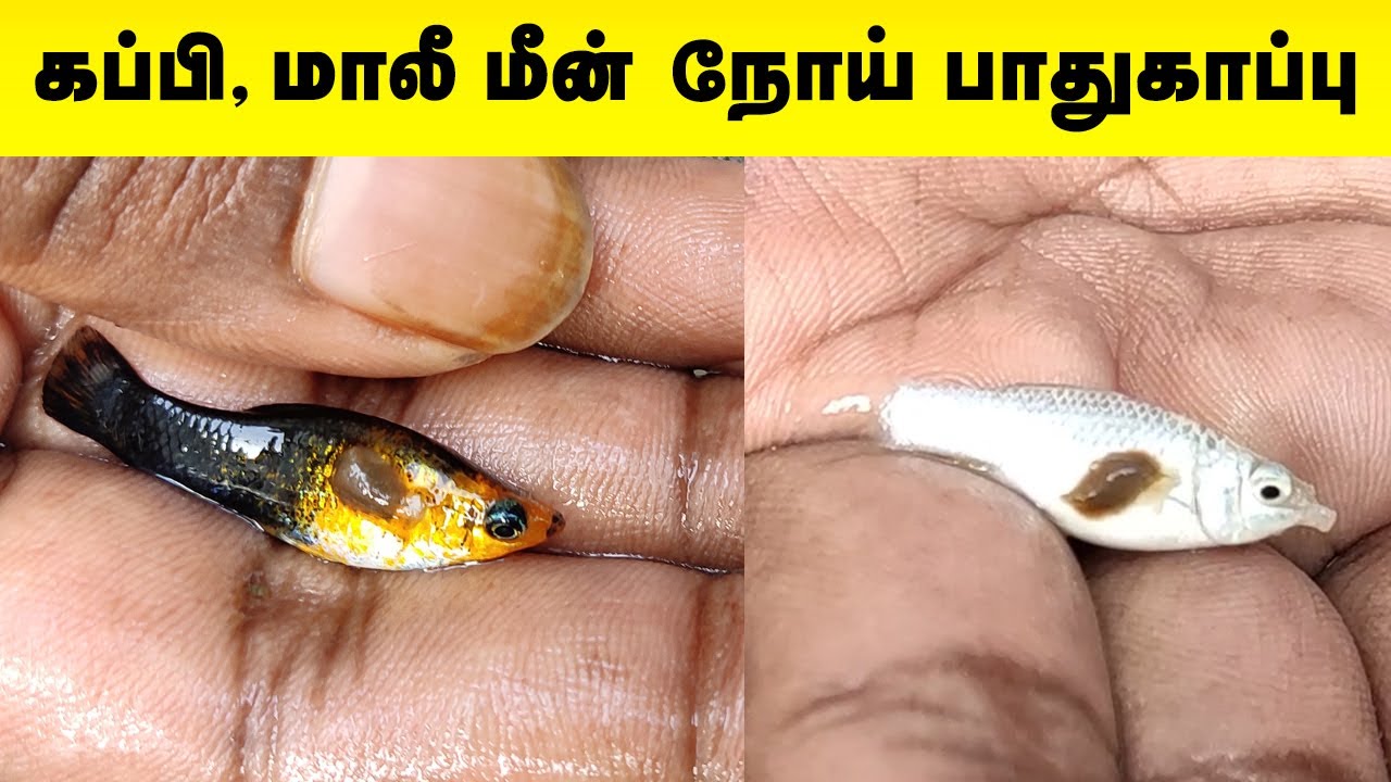 Guppy and Molly Fish Disease care | கப்பி மற்றும் மாலி மீன் நோய் பாதுகாப்பு