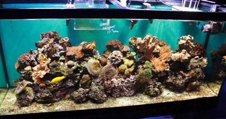 A Beginner’s Guide to Marine Aquariums